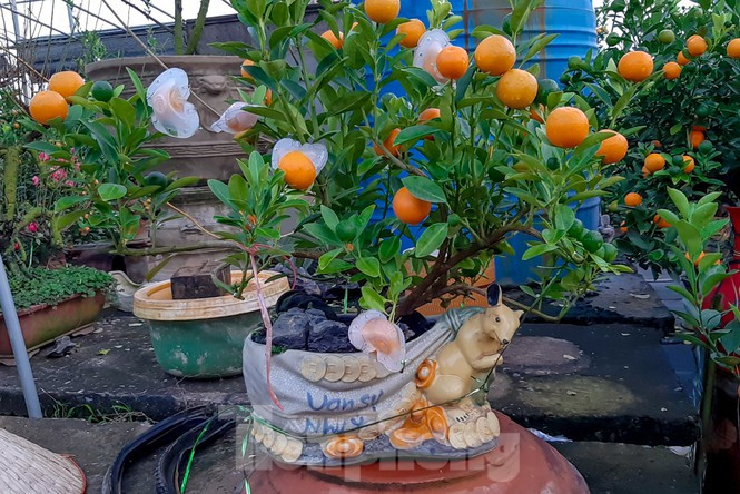 Quất bonsai có quả hình "đĩnh vàng" cũng đang là sự lựa chọn độc đáo đón Tết Nguyên đán năm nay. Ảnh: Tiền phong.