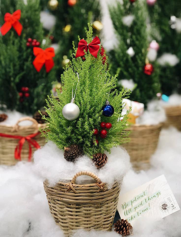 Ngoài những cây thông cao từ 1m trở lên, các chị em còn săn lùng cây thông Noel để bàn nhỏ nhắn. Ảnh: Khám phá.