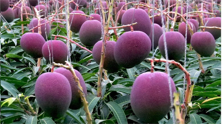 Sự đắt đỏ của xoài Miyazaki Nhật Bản đến từ quá trình phát triển kỳ lạ của nó.
