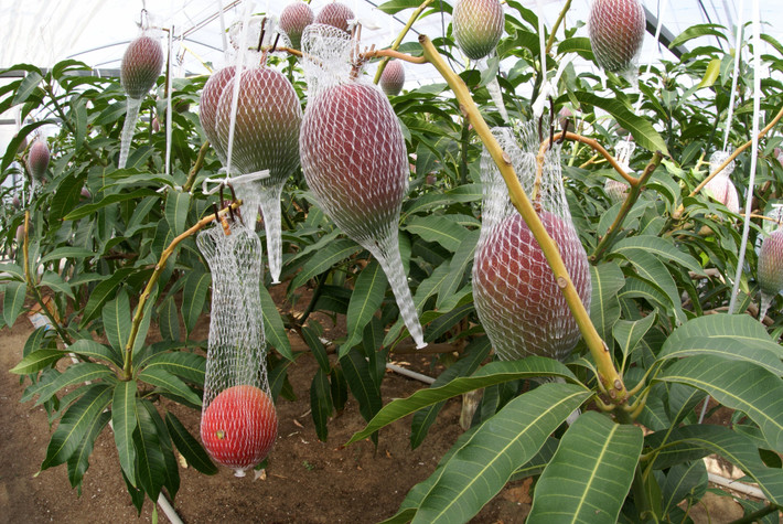 Xoài Miyazaki Nhật Bản được xem là “trứng của mặt trời”. Năm 2019, một cặp xoài được bán với giá 3.744 USD (gần 90 triệu đồng) cao hơn thu nhập trung bình hàng tháng của một người Mỹ.