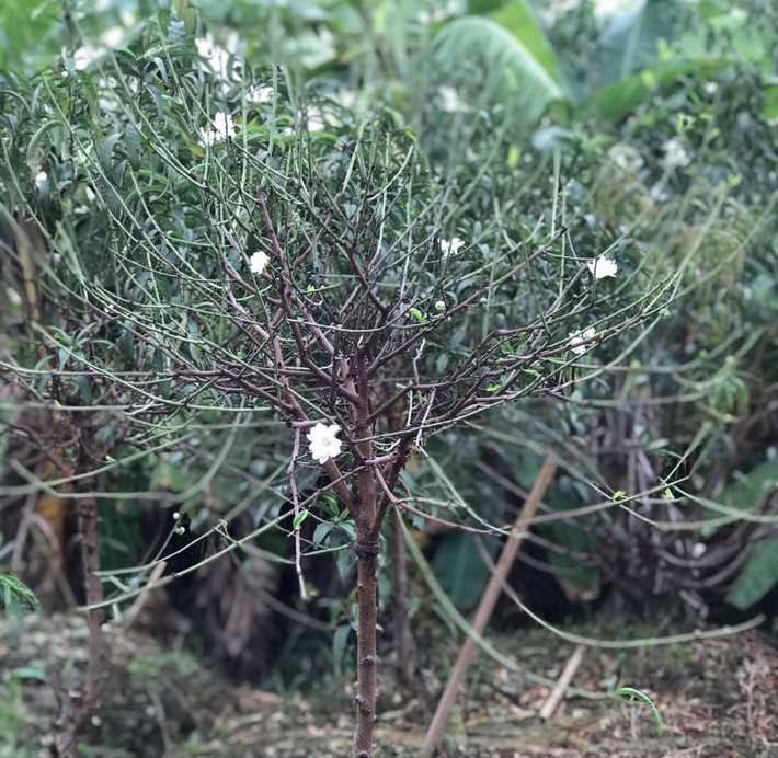 Một gốc Bạch đào cỡ nhỏ có giá lên tới chục triệu đồng, phụ thuộc vào độ tuổi, số lượng hoa. Các cành bạch đào nhỏ, ít hoa có giá từ 500.000 - 1 triệu đồng.
