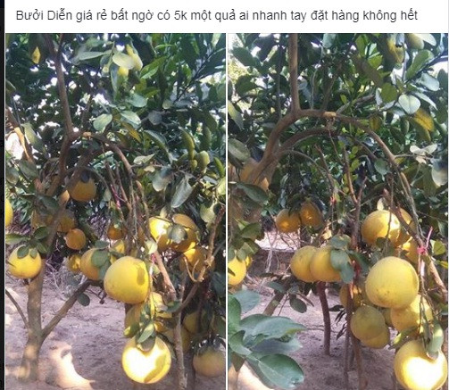 Bắt đầu từ cuối tháng 11 đến nay, trên chợ mạng xuất hiện hàng loại bài đăng bán bưởi Diễn với giá chỉ từ 5.000 - 15.000 đồng/quả. .