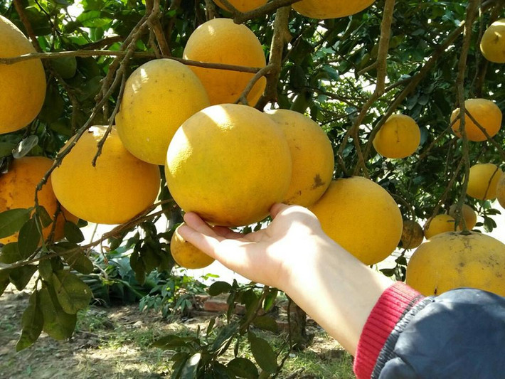 Những cây bưởi Diễn lâu năm ở đây đều có khách đặt mua cả cây từ nhiều tháng trước Tết. Nguồn ảnh: Facebook.
