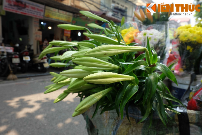 Những người sành chơi hoa bao giờ cũng chọn những bông căng cánh, hoa tươi, lá xanh non. Khi bung nở, hoa sẽ thơm dịu, dễ chịu.