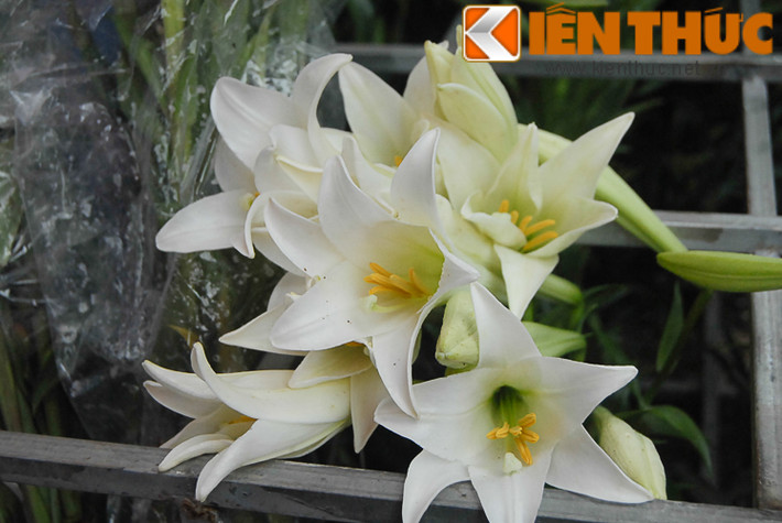 Hoa được trồng vào tháng 9, tháng 10 nhưng phải chờ đến cuối tháng ba, đầu tháng tư năm sau mới được thu hoạch.