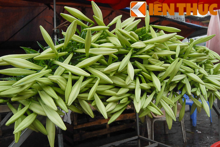 Dạo qua các chợ hoa nổi tiếng, đâu đâu cũng thấy những sạp hàng ngập tràn sắc hoa loa kèn.