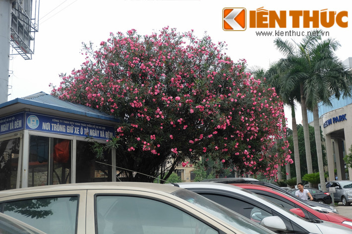 Điều đáng nói là không ít người dân khá bất ngờ khi loại cây quen thuộc ngay trong sân nhà, công viên này lại chứa nhiều độc tố "đoạt mạng".
