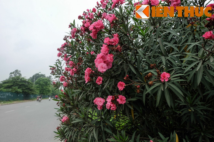 Các chuyên gia khuyến cáo, nếu dính vào da cần rửa sạch ngay để hạn chế độc tố.