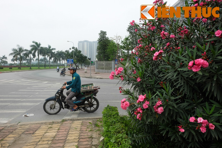 Ngoài ra, nhựa trắng của cây chứa chất rất độc. Nhiều nghiên cứu chỉ ra các chất độc của loài cây này vẫn lưu lại ngay cả khi cây đã chết hoặc khô.