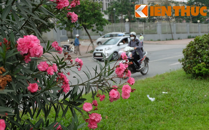 Là loại cây nằm trong diện cảnh báo có độc, tuy nhiên, khảo sát tại rất nhiều địa điểm công viên, đường phố, khu dân cư ở Hà Nội, cây trúc đào lại được trồng làm cảnh hoặc mọc hoang dại khá nhiều.