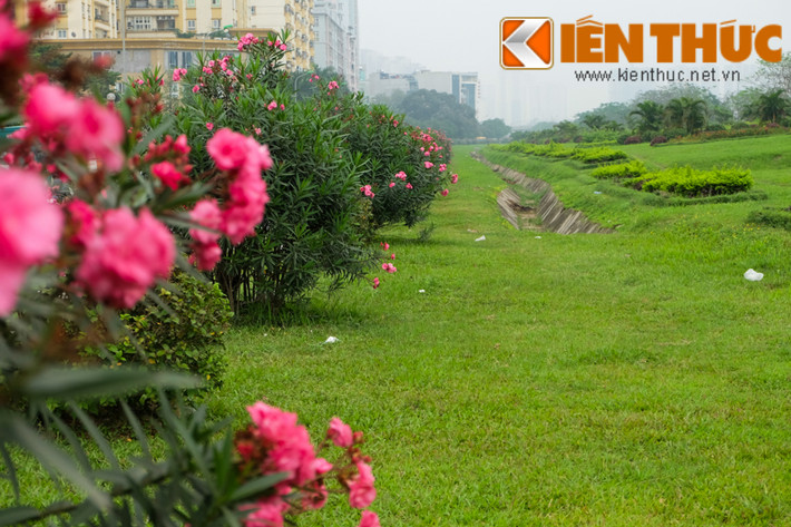 Đây là loại cây cho hoa đẹp, khả năng sống rất tốt trong điều kiện khí hậu nhiệt đới, chúng chịu được sương giá tốt. Vì thế, không khó hiểu khi trúc đào được ưa chuộng trồng rất nhiều. Hình ảnh hàng trăm cây trúc đào trồng ở đại lộ Thăng Long.