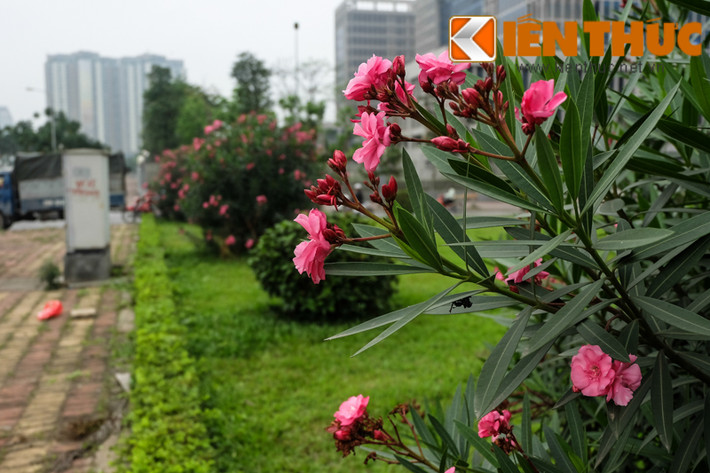 Dọc các đoạn đường đi bộ ở khu vực Mỹ Đình, cây trúc đào có độc nhiều nhan nhản.