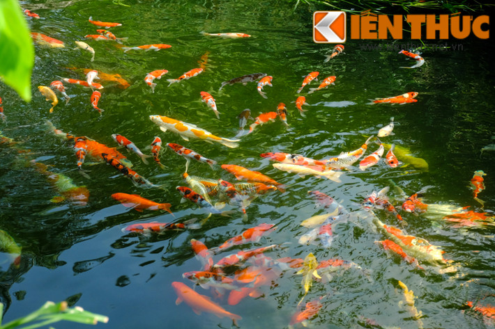 Qua tìm hiểu, cá Koi Nhật Bản có nhiều loại khác nhau như Doitsu, Kikusui, ogon... Mỗi loại được gọi tên theo màu sắc của chúng và giá thành mua cá khác nhau rất nhiều. Có những loại cá koi giá hàng trăm triệu đồng. Điển hình như năm 2016, một đơn vị đã nhập về Việt Nam 400 con cá koi, trong đó chú Koi dòng Kohaku dài 87cm tuyệt đẹp, được định giá 20.000 USD (hơn 400 triệu đồng).