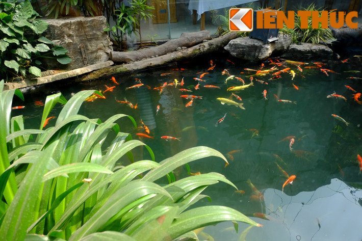 Một không gian tươi mát hiện ra với tiểu cảnh cây xanh, hồ nước và đàn cá bơi lội.