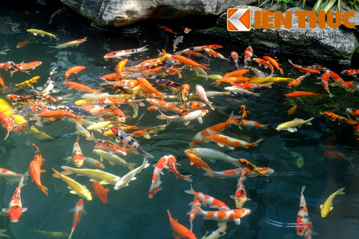 Tại Việt Nam, thú chơi cá Koi được nhiều người yêu thích. Nhiều “đại gia” sẵn sàng chi núi tiền để nuôi và chăm sóc loài cá này. Giá cá koi mỗi con từ vài ngàn cho đến hàng chục ngàn USD.