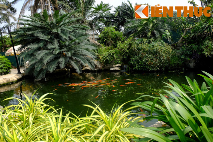 Không chỉ trong nhà có hồ cá koi tuyệt đẹp mà cảnh quan sân vườn tại đây cũng có thêm một hồ cá khác, được thiết kế đẹp mắt.