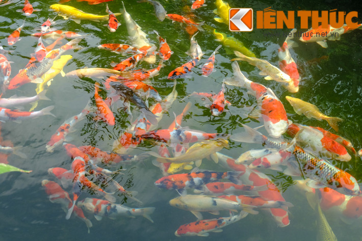 Cá koi sống thành đàn nên nhiều đại gia thường mua rất nhiều con một lần, giá thành của một đàn cá có thể lên tới cả tỷ đồng.