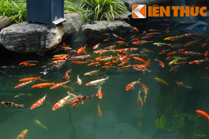 Nhiều người đến đây không khỏi thích thú khi ngắm nhìn hàng trăm chú cá koi với đủ màu sắc khác nhau bơi lội dưới làn nước trong veo.