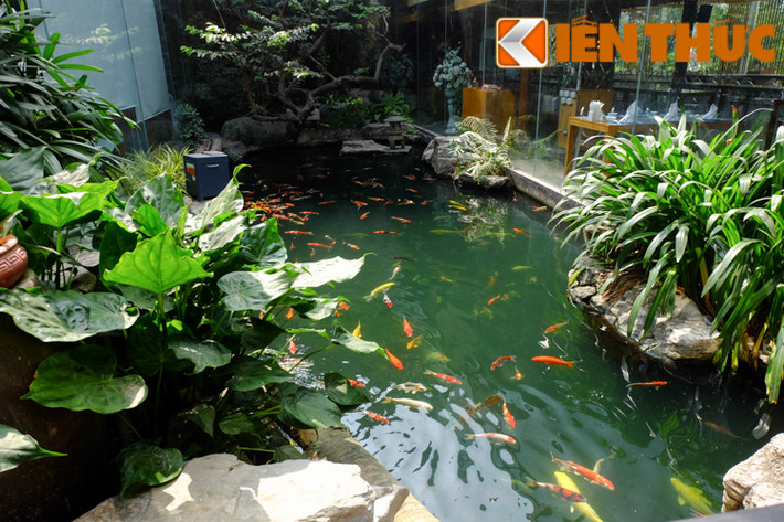 Tiểu cảnh hồ cá koi tuyệt đẹp này nằm trong một nhà hàng lớn trên đường Lê Đức Thọ (Hà Nội).