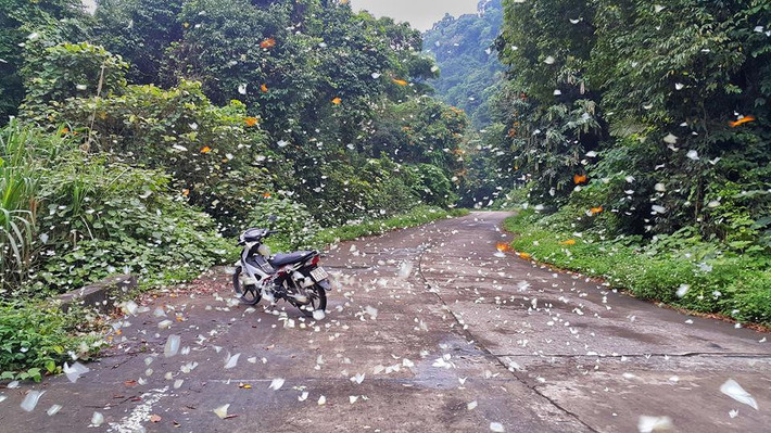 Nếu không gấp gáp về thời gian, bạn nên dành hai ngày khám phá trọn vẹn các ngõ ngách cánh rừng nguyên sinh rậm rạp này. Trải nghiệm thú vị cho du khách như cắm trại, ngủ đêm trong rừng hay đi bộ, chạy xe đạp xuyên rừng già ngắm cảnh hệ thực vật đa dạng, tìm đến hang động người xưa là nơi cư trú và mộ táng của người tiền sử, bản người Mường, đỉnh mây bạc, hồ Yên Quang - động Phò Mã.