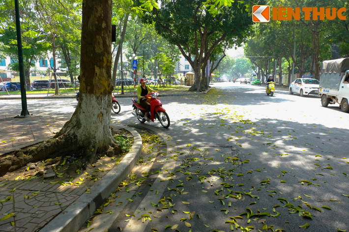 Sau mỗi bước chân, mỗi bánh xe trên phố, lá sấu già như đang "nhảy múa".
