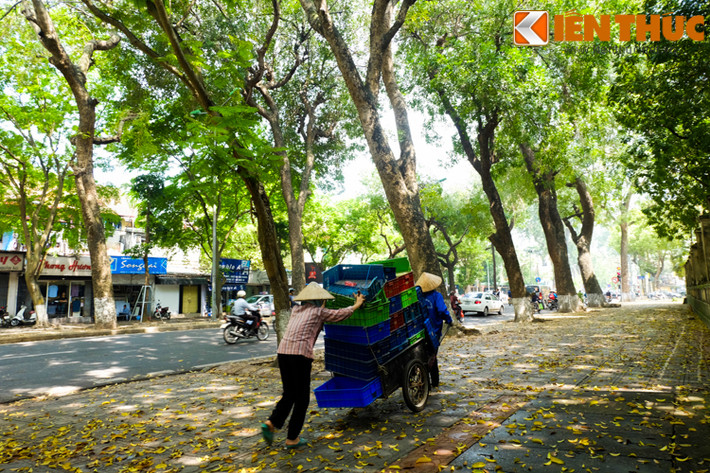 Chỉ vài ngày nữa thôi, đường phố sẽ lại tràn ngập màu xanh của cây lá đón hè về.