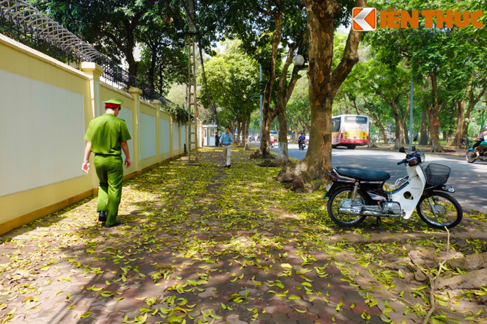 Trên các con phố Phan Đình Phùng, Hoàng Diệu, Trần Phú, Hàng Khay... lá cây dệt những thảm vàng đẹp đến nao lòng.