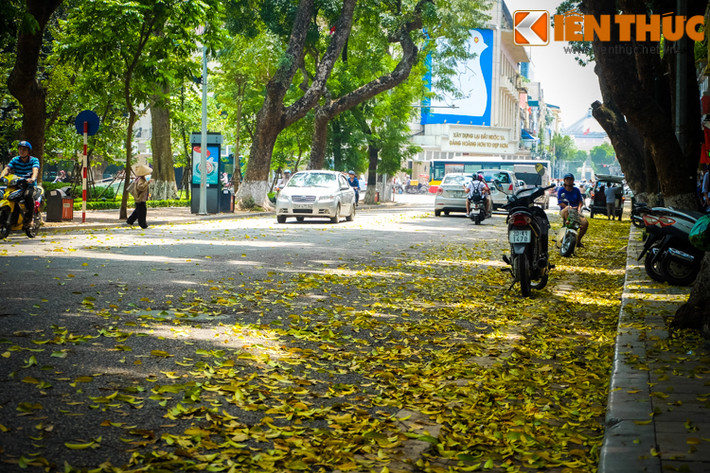Và đi trên phố, nghe tiếng lá vàng rơi xào xạc, lòng người bỗng nhiên dịu lại.