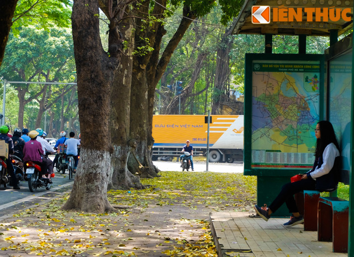 Hà Nội lúc này được ví đẹp hơn tranh, hơn cả những cảnh lãng mạn trong phim nhờ hàng cây trút lá.