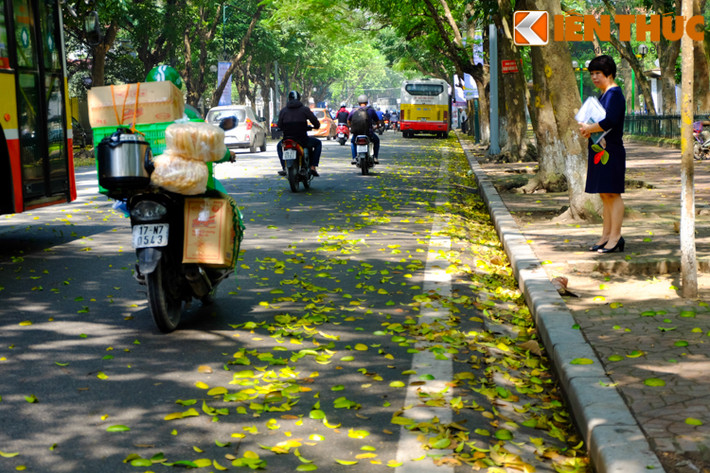 Những cơn mưa đầu mùa của tháng 4 khiến hàng sấu, xà cừ, bồ đề... trên phố trút lá. Đây cũng là thời điểm Hà Nội trở nên lãng mạn, nên thơ với những thảm lá vàng rơi xao xác.