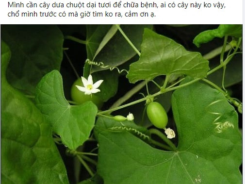 Gần đây, không ít người tỏ ra bất ngờ khi có người thu mua loại cây mọc dại ở các bờ rào - dưa chuột dại với giá 40.000 đồng/kg.