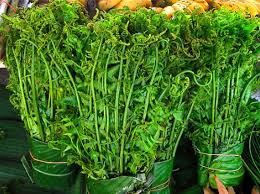 Rau dớn mọc nhiều ở các vùng núi rừng, ven bờ sông, suối đang trở thành thực đơn trong nhiều nhà hàng sang trọng, giá không hề rẻ, khoảng 200.000 đồng/kg.