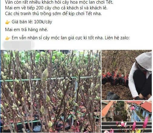 Còn gần 3 tháng nữa mới đến Tết Nguyên đán nhưng trên thị trường đã xuất hiện nhiều nhà vườn, tiểu thương rao bán hoa mộc lan về trồng để chơi Tết.