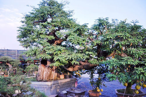 Cây me uốn lượn độc đáo. Ảnh: Dân Việt.