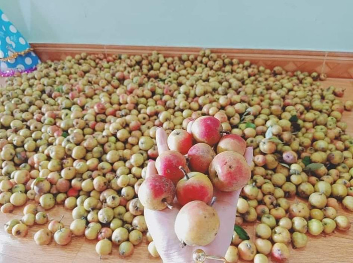Có giá bán từ 15.000 - 20.000 đồng/kg, táo mèo tươi Tây Bắc đang là mặt hàng được khách hàng ở Hà Nội ưa chuộng.