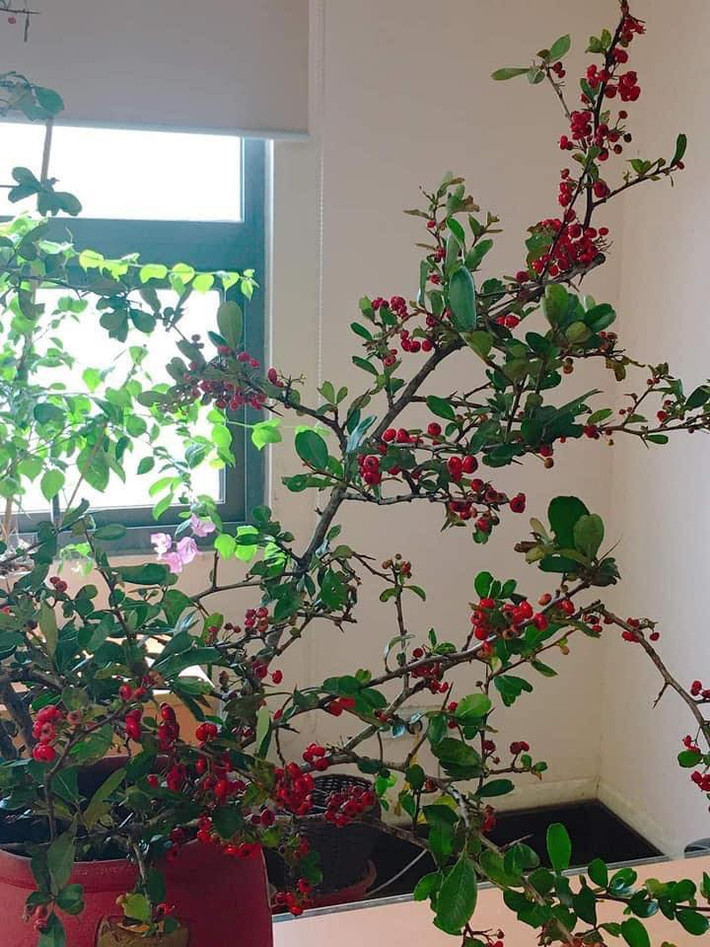 Không chỉ mua quả cherry rừng để ăn, thời gian gần đây, nhiều chị em còn lùng mua cành cherry rừng để cắm trang trí nhà.