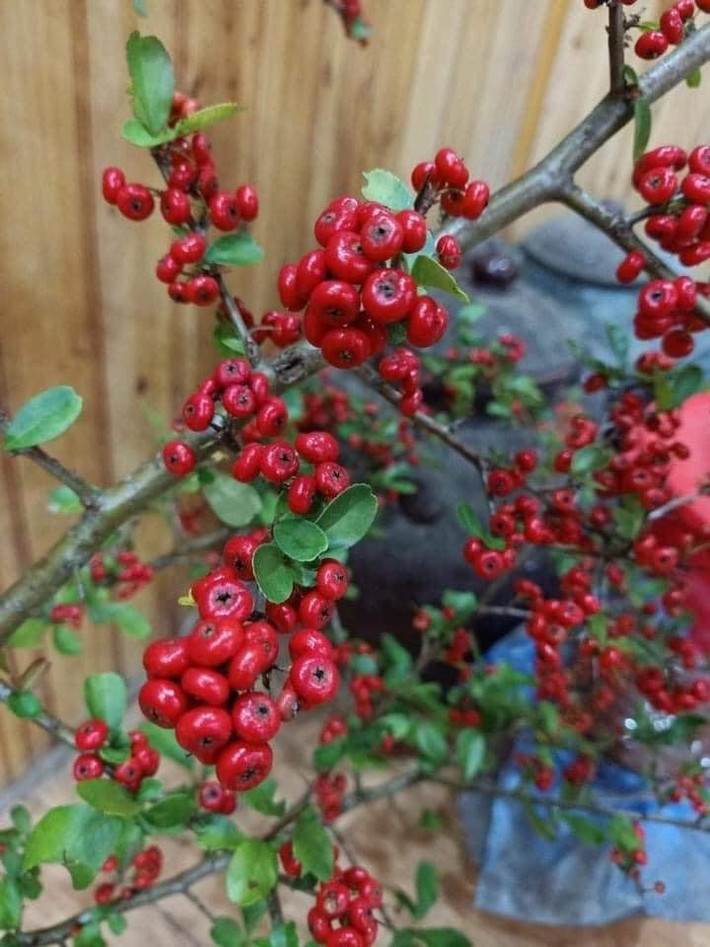 Ưu điểm của những cành cherry rừng là không độc hại mà chơi thoải mái được 8-10 ngày.