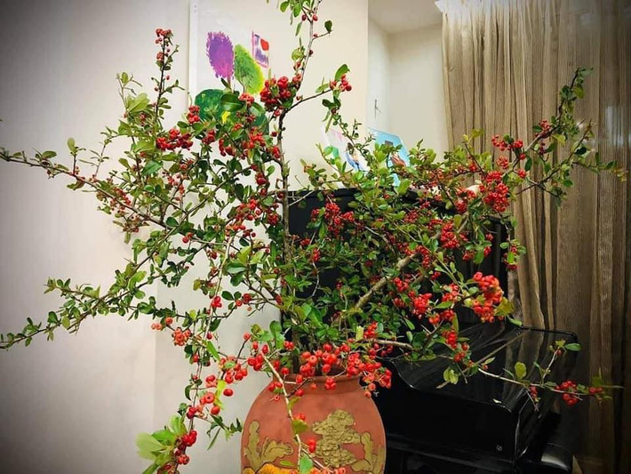 Những cành cherry rừng có giá bán từ 130.000 - 200.000 đồng/bó (từ 2-4 cành).