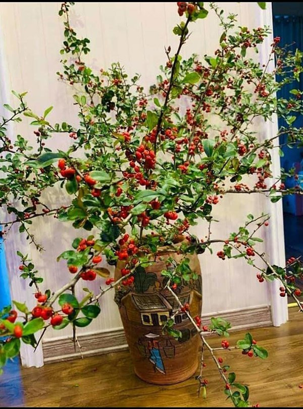 Một số người bán tiết lộ cherry rừng cũng như các loại hoa/cành cắm chơi, để được lâu, nên cắt vát gốc 1 góc 45 độ, hơ qua lửa hoặc chẻ đôi một đoạn ở dưới gốc. Nguồn ảnh: Facebook