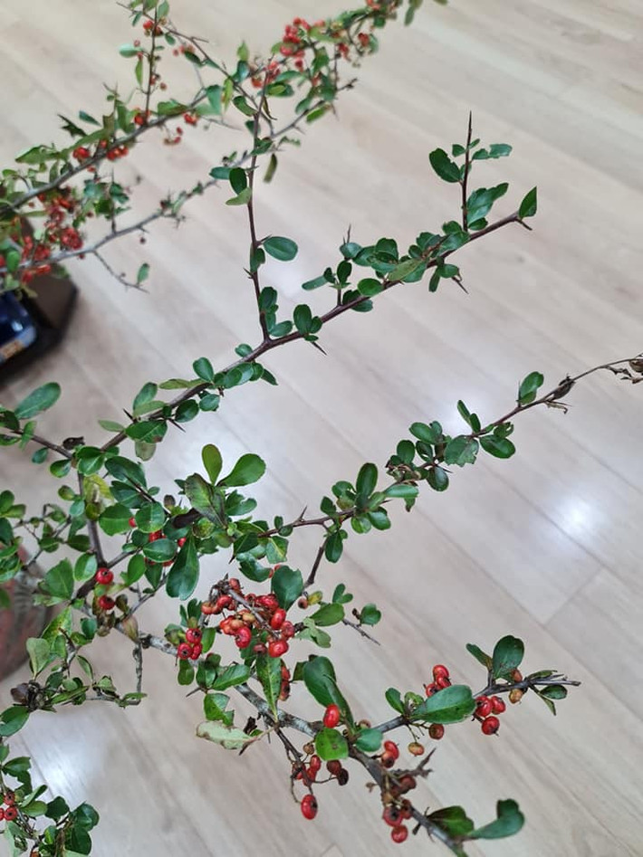 Bạn Trang Lê (một người bán hàng online ở Hà Nội) cho biết, lúc đầu nhập thử cành cherry rừng về bán thì cũng ít người mua. Tuy nhiên, sau khi có khách hàng chụp ảnh phản hồi kết quả thì chị em lại rủ nhau đặt mua tới tấp.