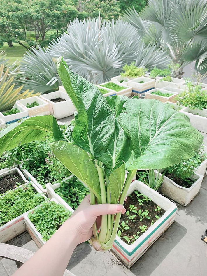 Trong căn biệt thự đồ sộ sống cùng chồng đại gia, Bảo Thy dành một góc trên sân thượng để trồng rau.