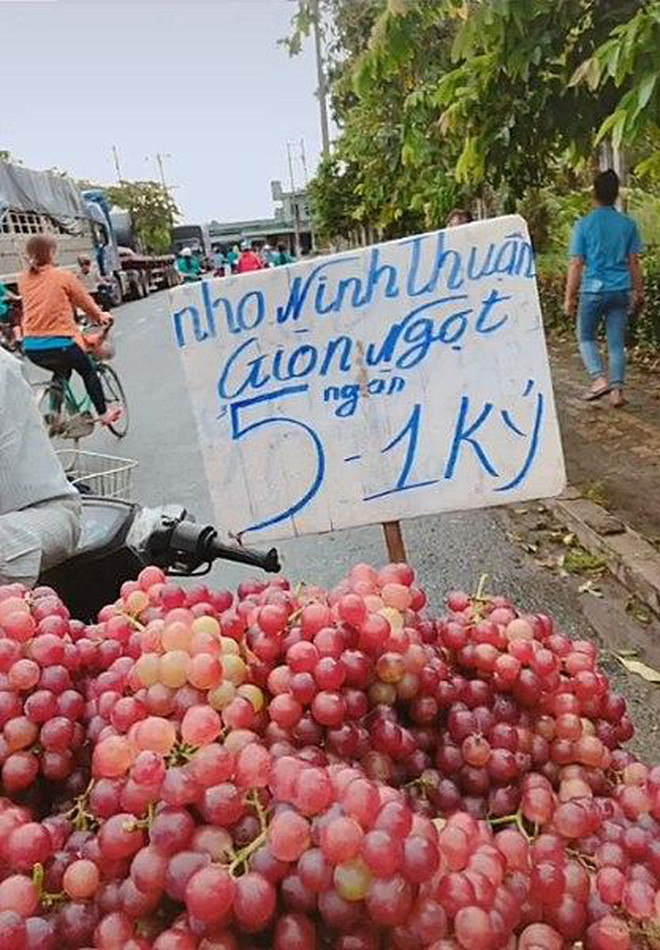 Thế nhưng, nếu không tinh ý, chắc chắc khách hàng sẽ "ăn ngay cú lừa" ngoạn mục. Chẳng hạn như nho Ninh Thuận giòn ngọt tưởng đâu có 5.000 đồng/kg...Ảnh minh họa