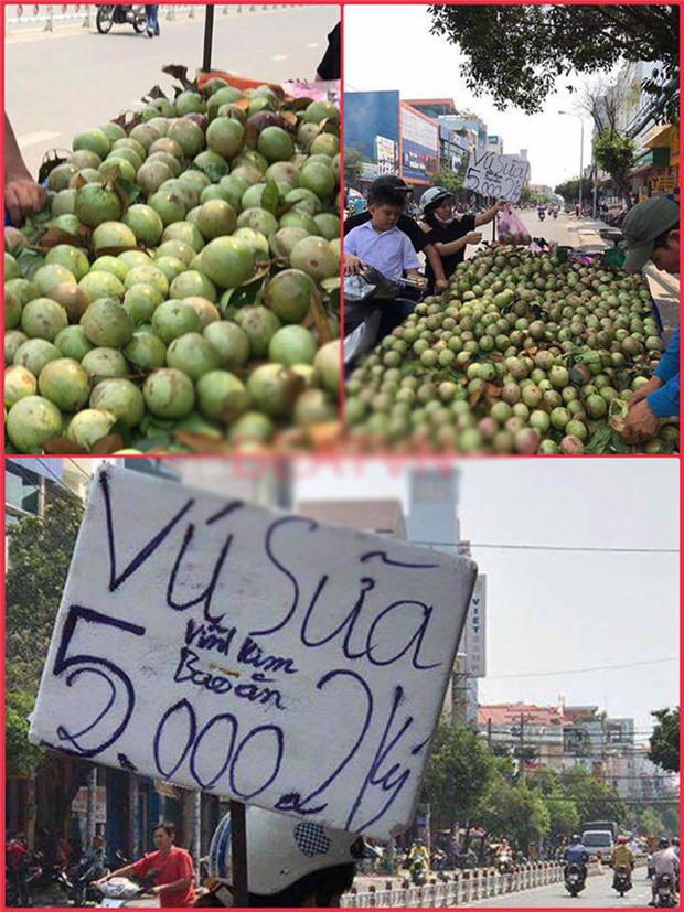 Ai cũng giật mình khi vú sữa Vĩnh Kim đặc sản nổi tiếng có giá 5.000 đồng/2kg. Quan sát kỹ mới thấy số 2 được vẽ cực kỳ khéo léo trước số 5 đấy. Ảnh: Pháp luật và bạn đọc.