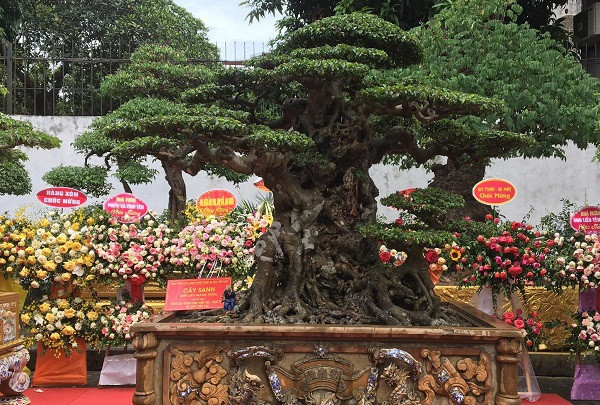 Cây sanh cổ "Tiên lão giáng trần" nguyên là một cây cổ trên 300 năm tuổi, đứng đầu bảng trong những cây quý nhất Việt Nam. Ảnh: Dân Việt