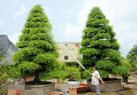 Cặp me cổ thụ 150 tuổi của anh Nguyễn Phước Lộc, ở ấp Khánh Nhơn, xã Tân Khánh Đông, TP Sa Đéc - Đồng Tháp đã được trung tâm sách kỷ lục Việt Nam xác lập là “Cặp me kiểng cổ nhất”. Ảnh: Nongnghiep.