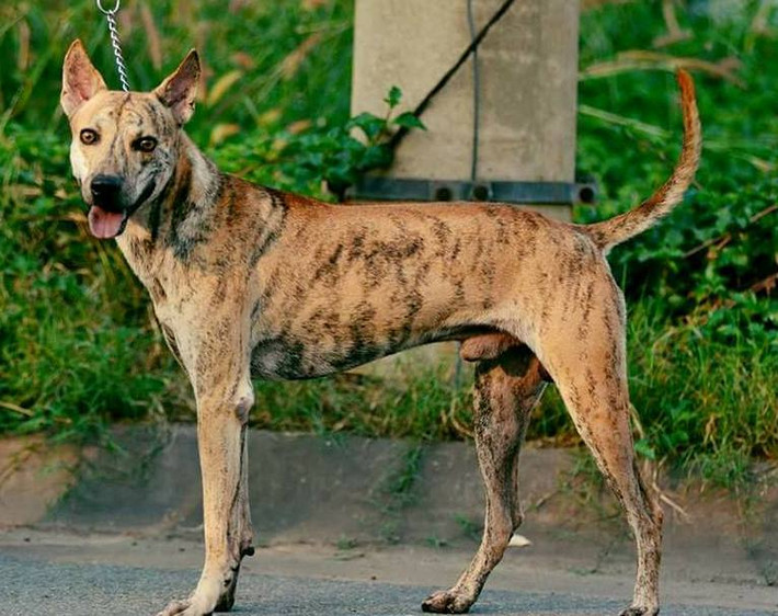 Dù vậy, chó Phú Quốc cũng không phải là vật dễ nuôi. Người nuôi giống chó này phải đảm bảo rằng chúng có đủ môi trường sống như chúng mong muốn. Có đất để đào, có cây cỏ để chúng ăn, có nước để bơi.