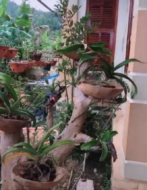 Trong khuôn nhà có một vườn lan lớn, thiết kế đúng tiêu chuẩn để chăm sóc lan. Ảnh: Tiktok