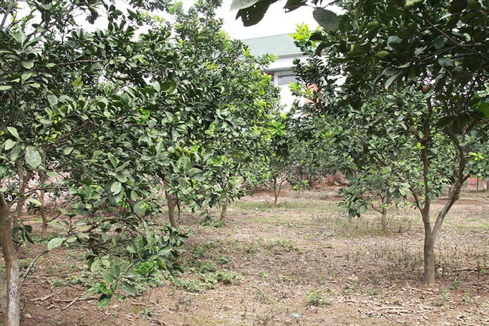 Phía sau nhà, NSND Thanh Hoa trồng các loại cây ăn quả. Ảnh: Lao động.