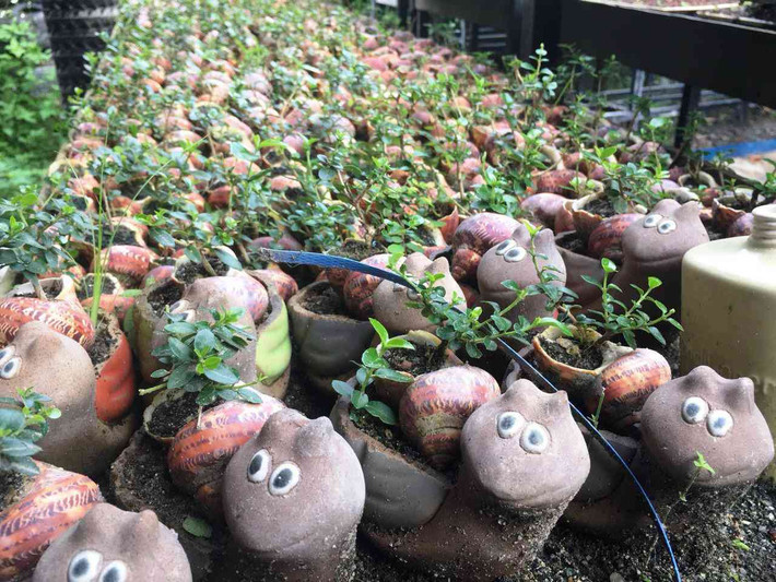 Gần 5 năm qua, ông Phúng đưa giống cây sam hương về ươm trồng, nhân giống, cắt tỉa… và trồng vào các loại vật dụng đủ hình hài như chum, vại, những bức tường gốm, chai, lọ, vỏ ốc, vỏ trứng… Ảnh: Dân Việt