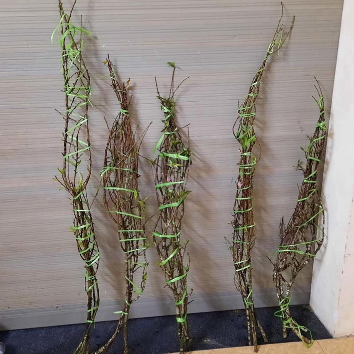 Giá mỗi cành đào phụ thuộc vào thế cành và số lượng hoa nhiều hay ít. Ảnh: Vietnamnet.